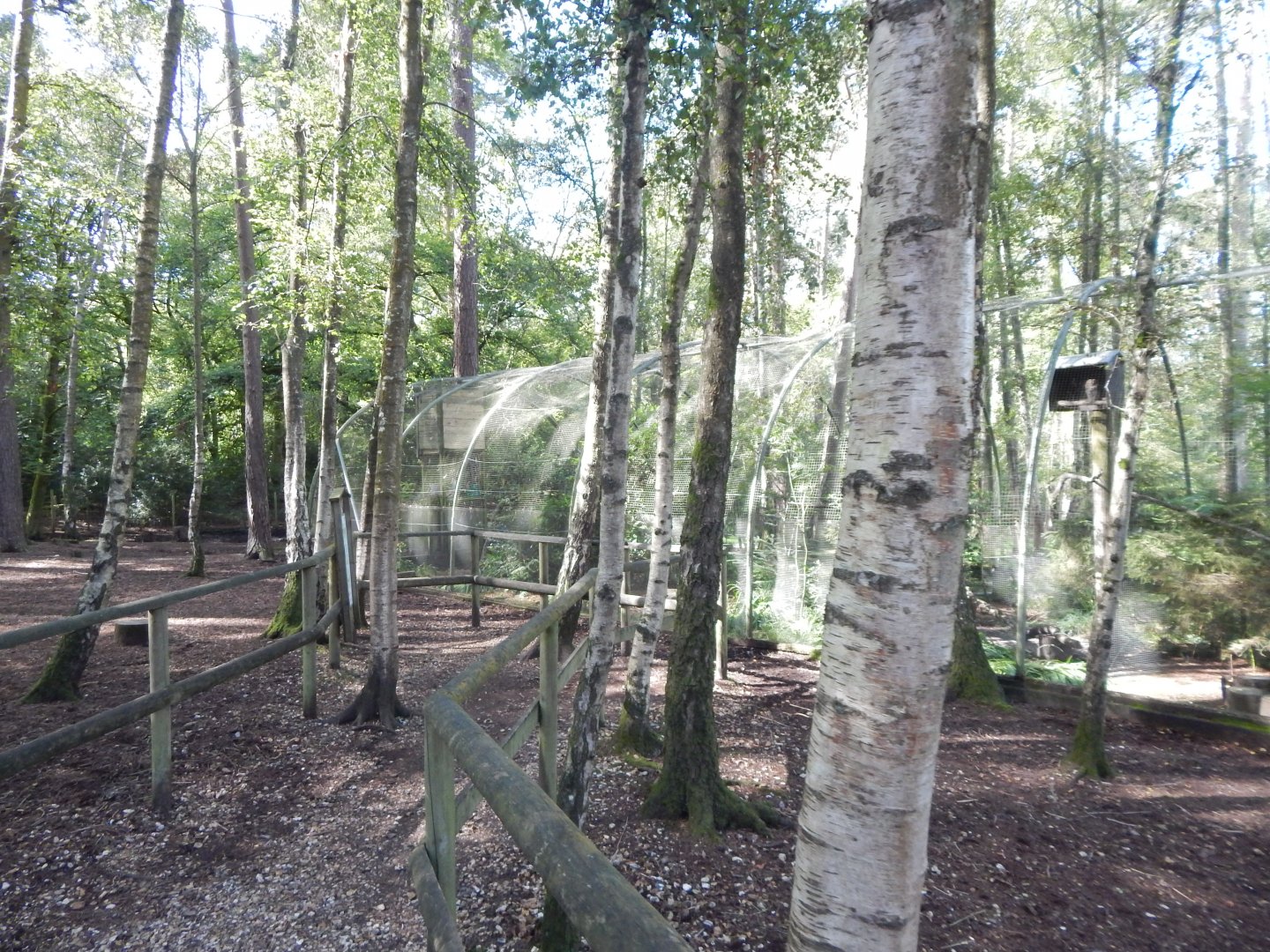 Western tawny owl aviary 130924