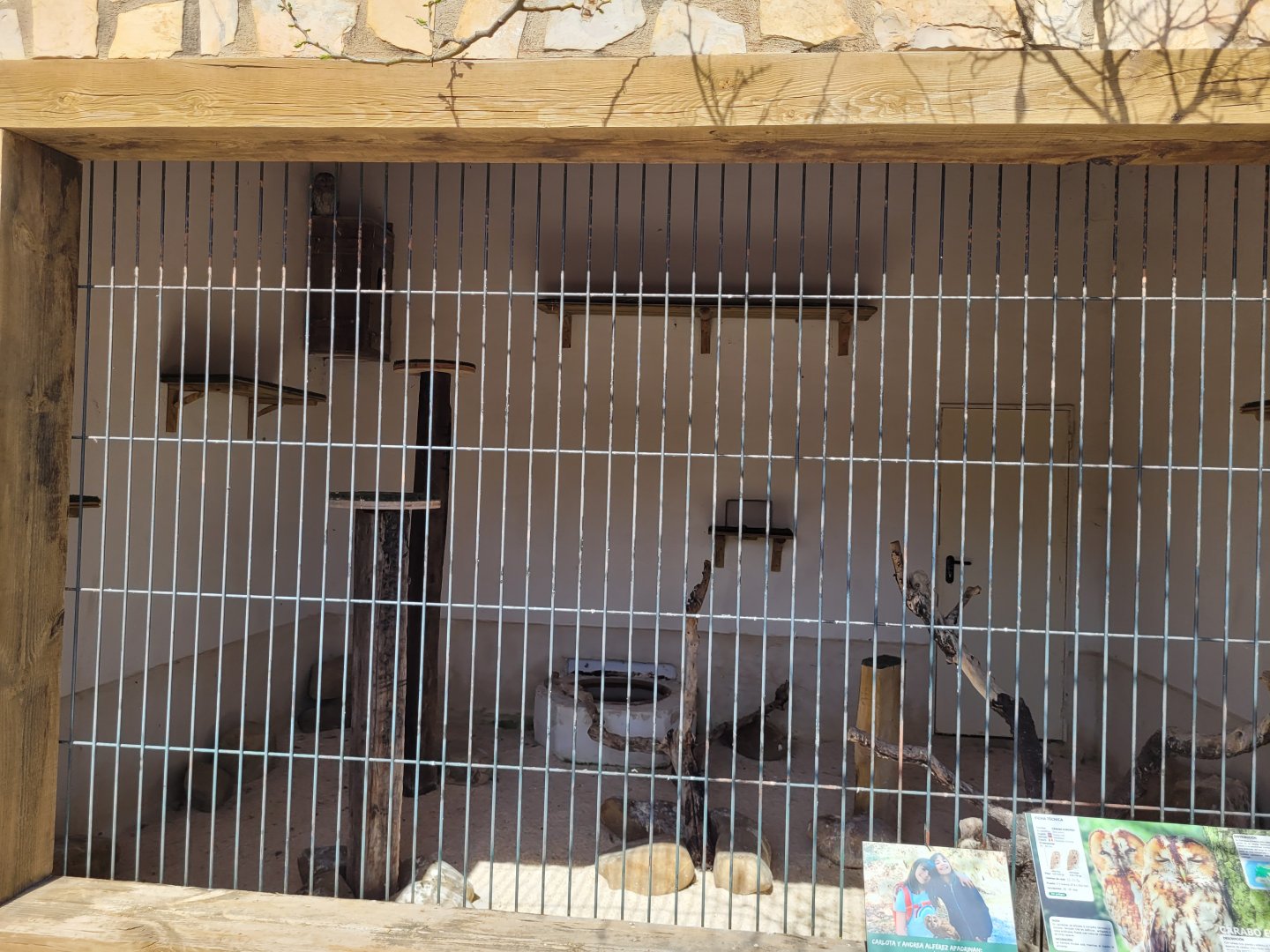 Western tawny owl exhibit -Tierra Rapaz (2024)