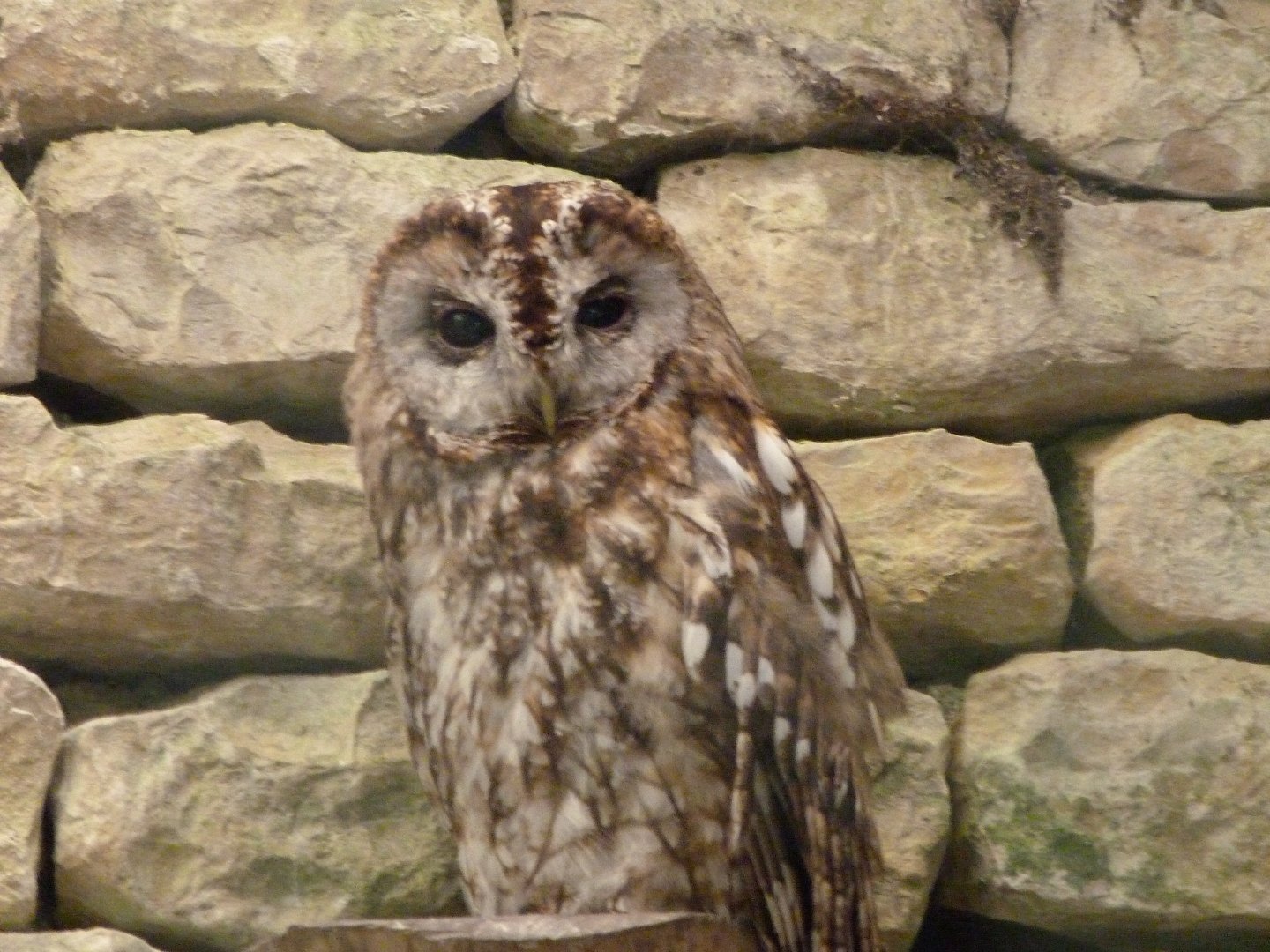 Western tawny owl -Zoodyssée (2025)