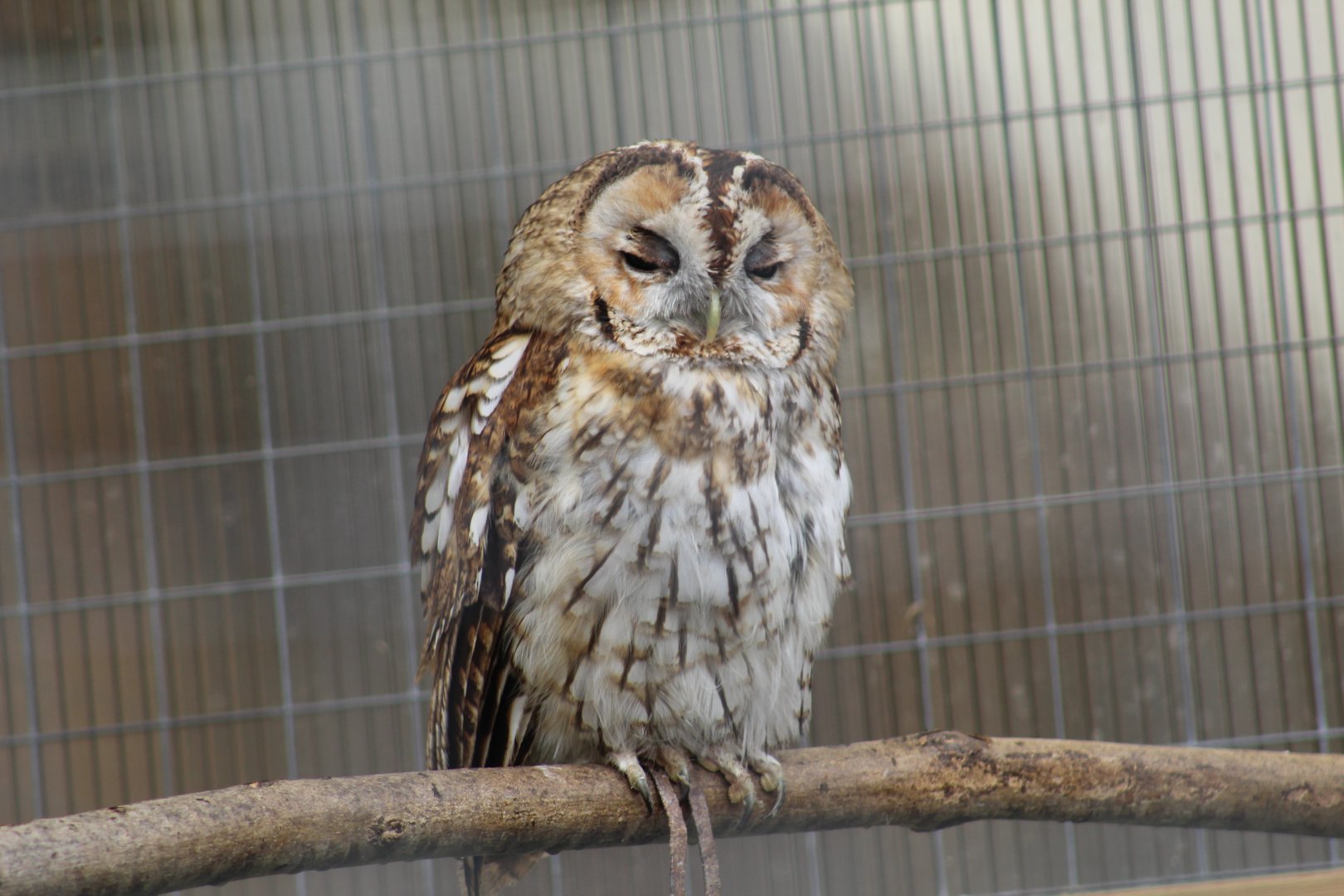 Western Tawny Owl