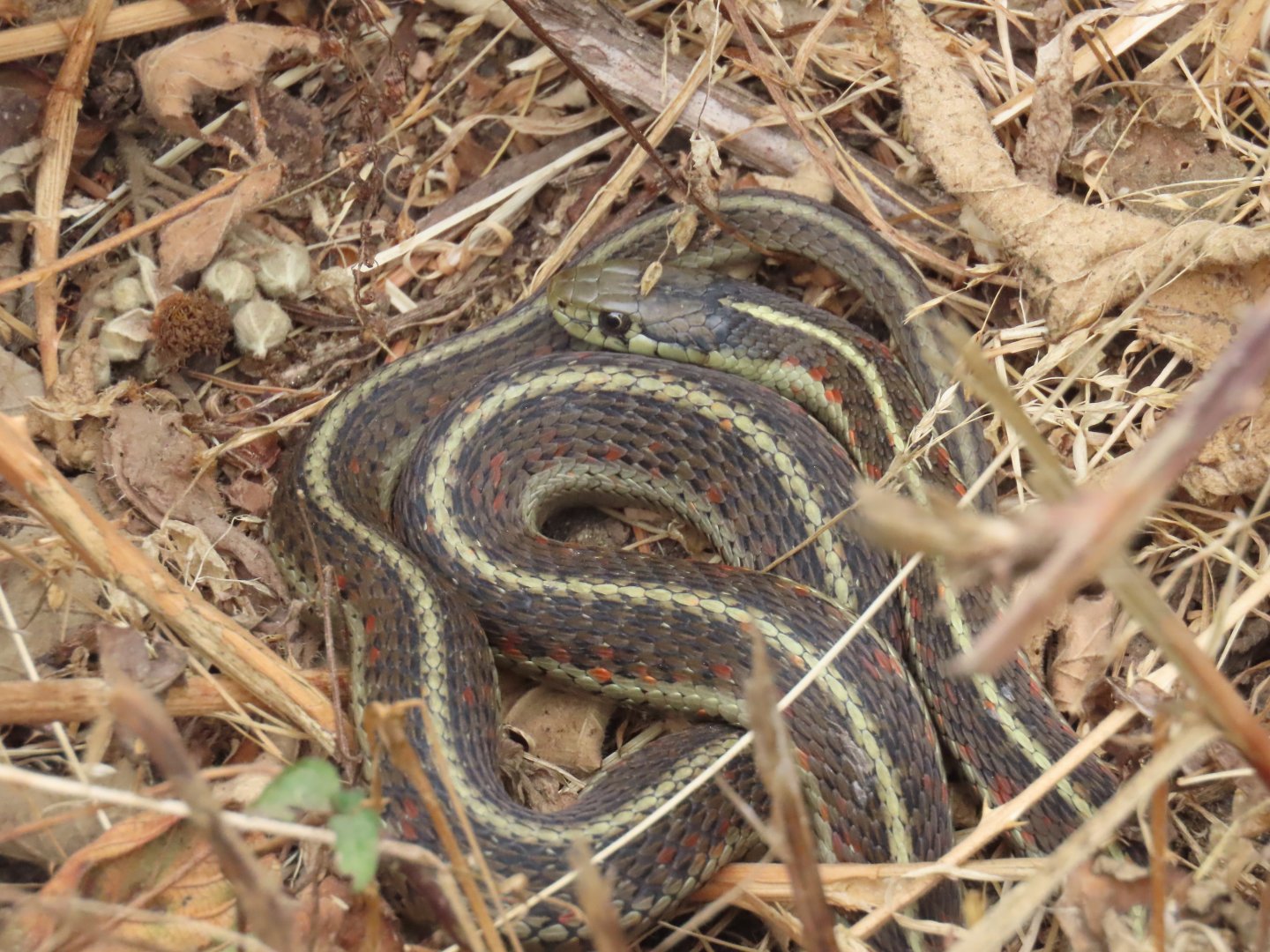 Western Terrestrial Garter Snake (Thamnophis elegans)