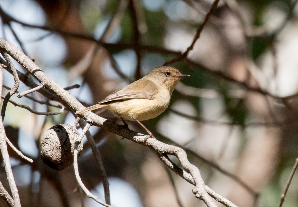 Western Thornbill
