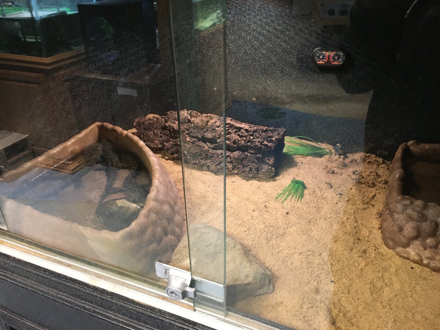 Western Tiger Salamander Terrarium