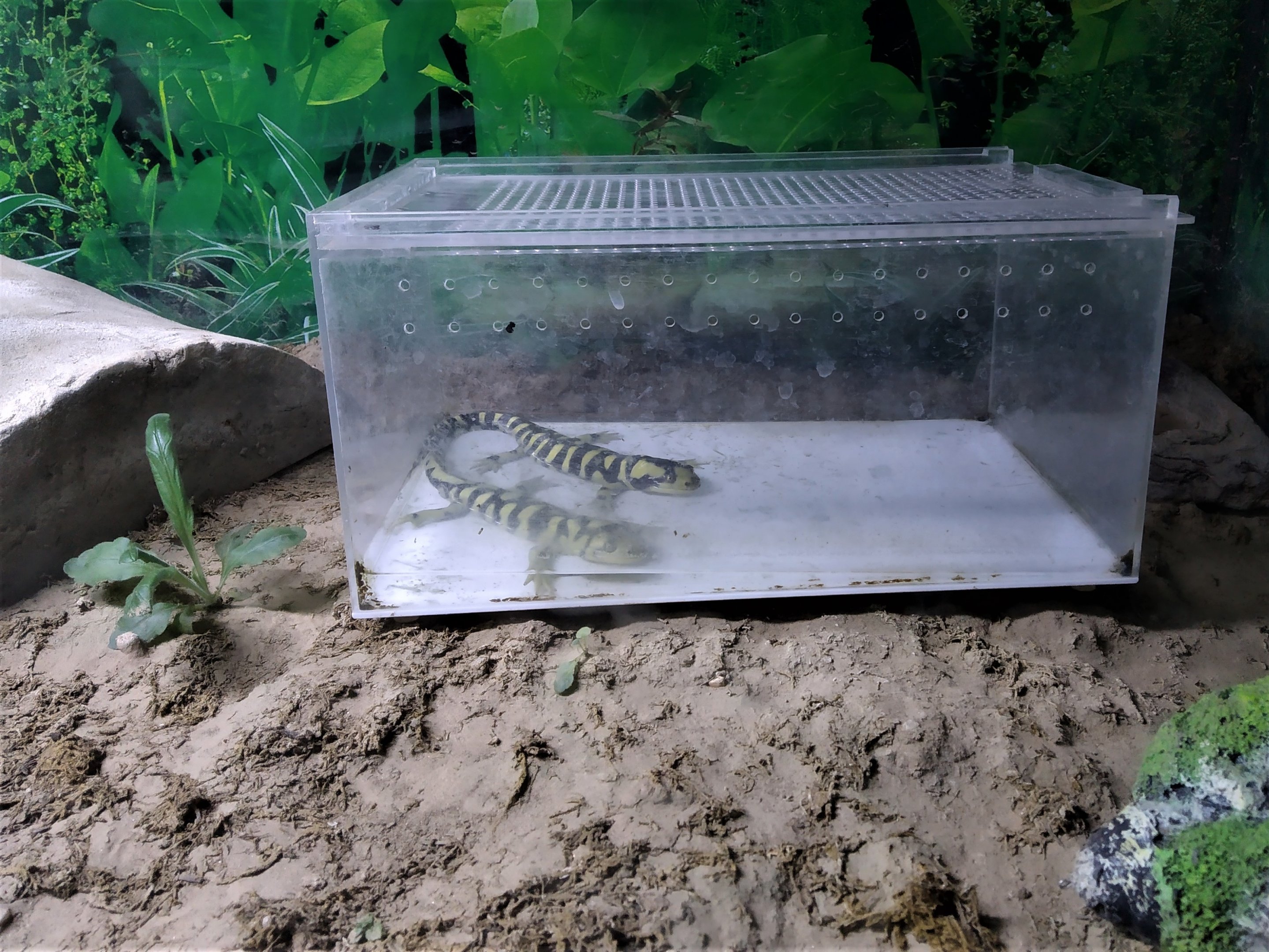 Western Tiger Salamander