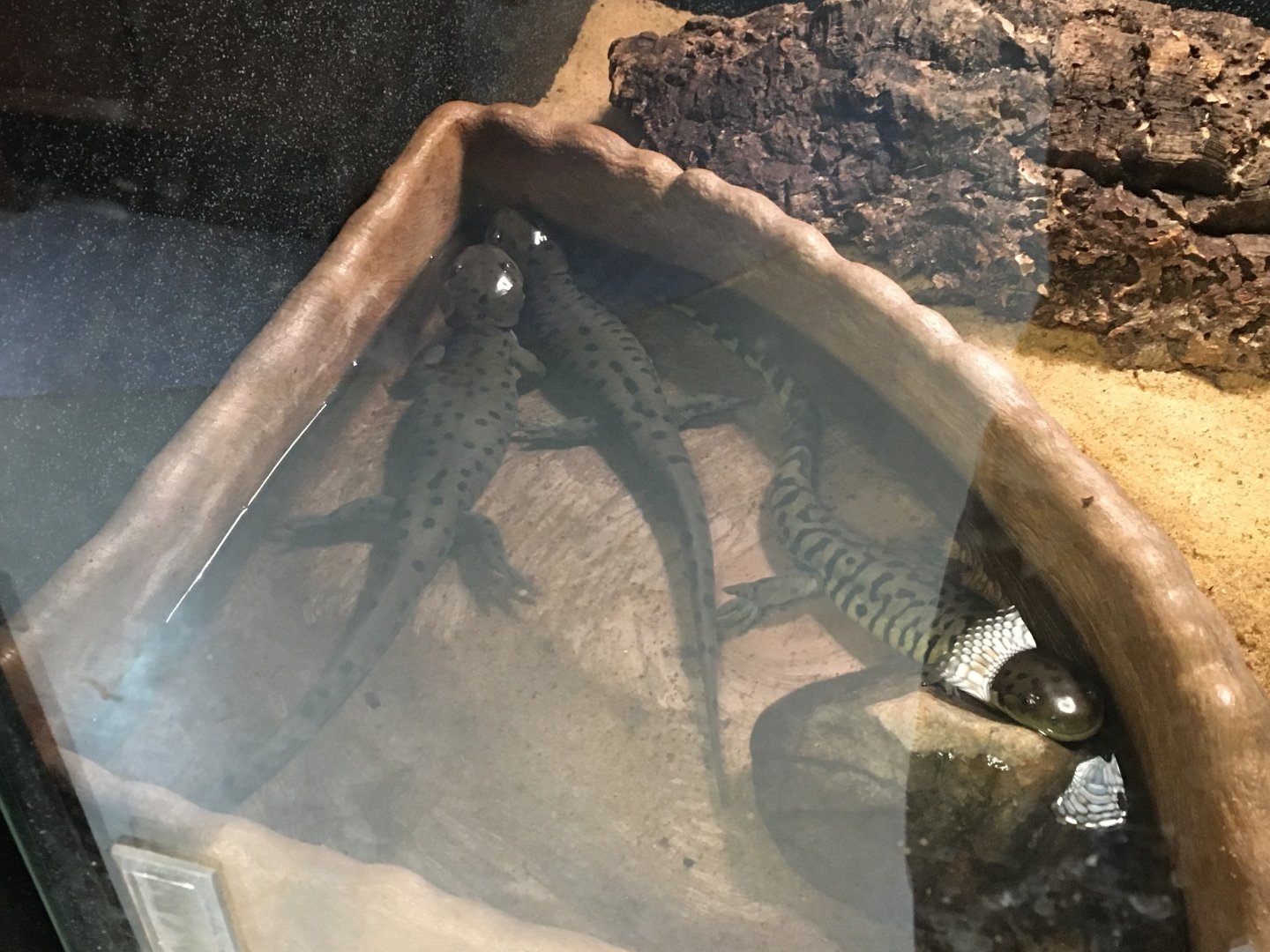 Western Tiger Salamander