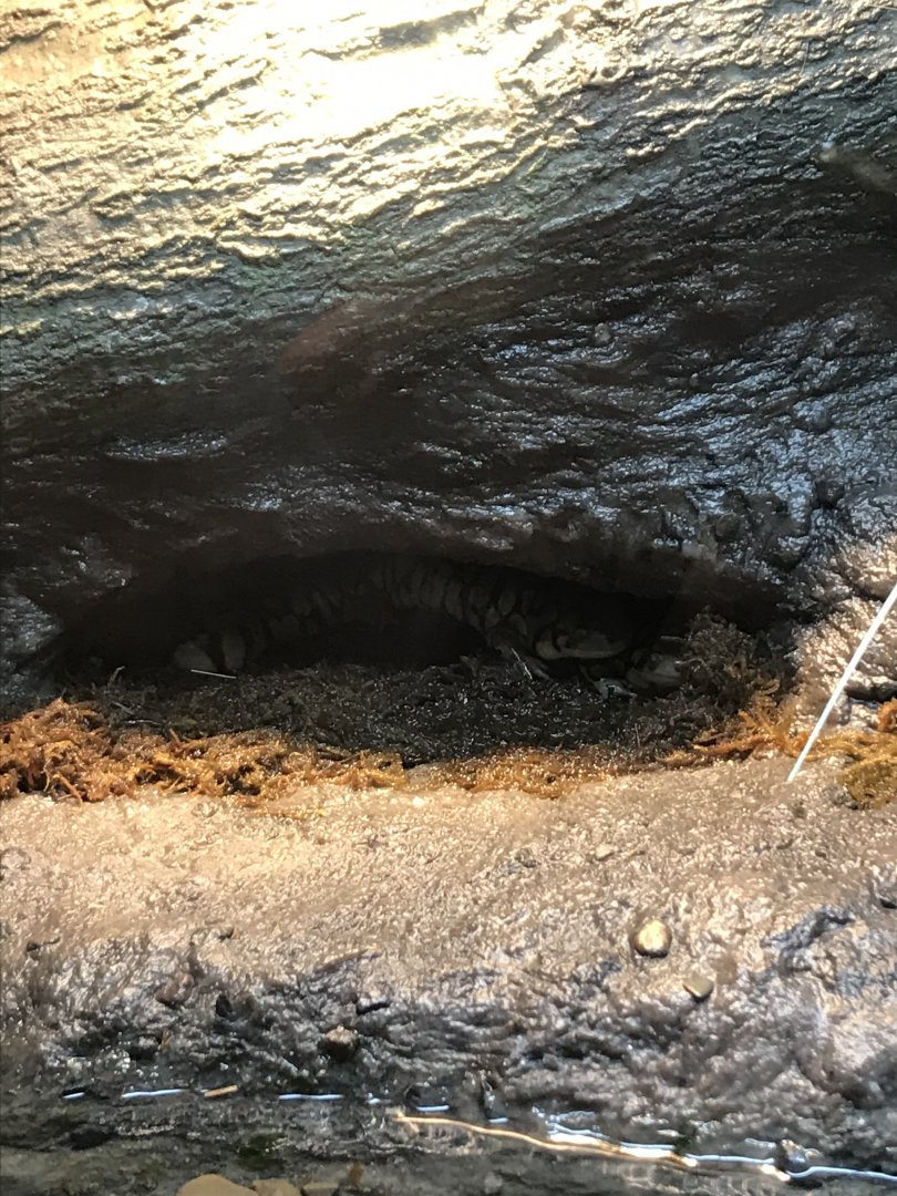 Western Tiger Salamanders