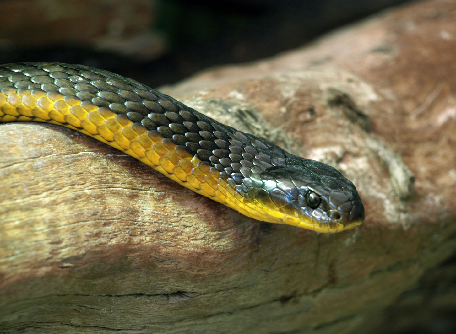 Western Tiger snake
