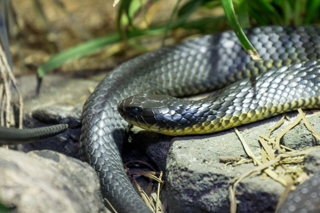 Western Tiger Snake