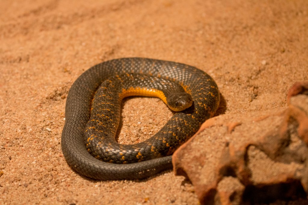 Western Tiger Snake