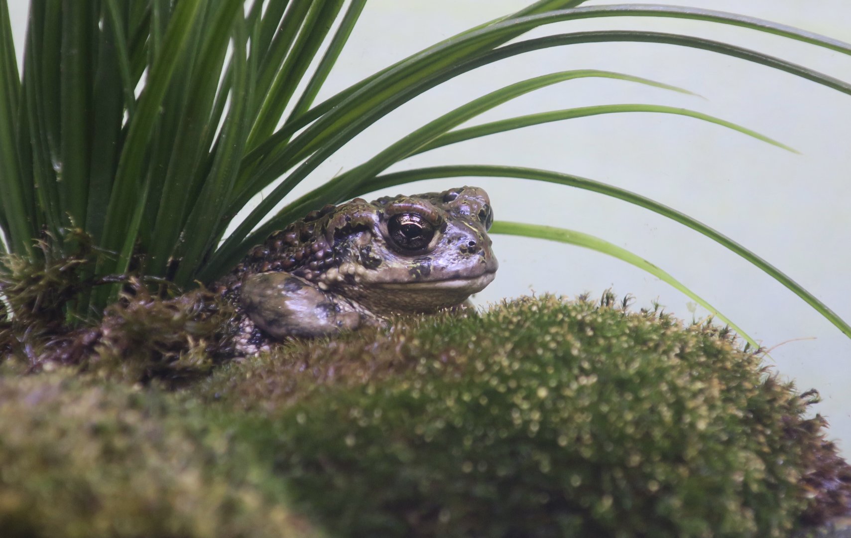 Western Toad (Anaxyrus boreas)