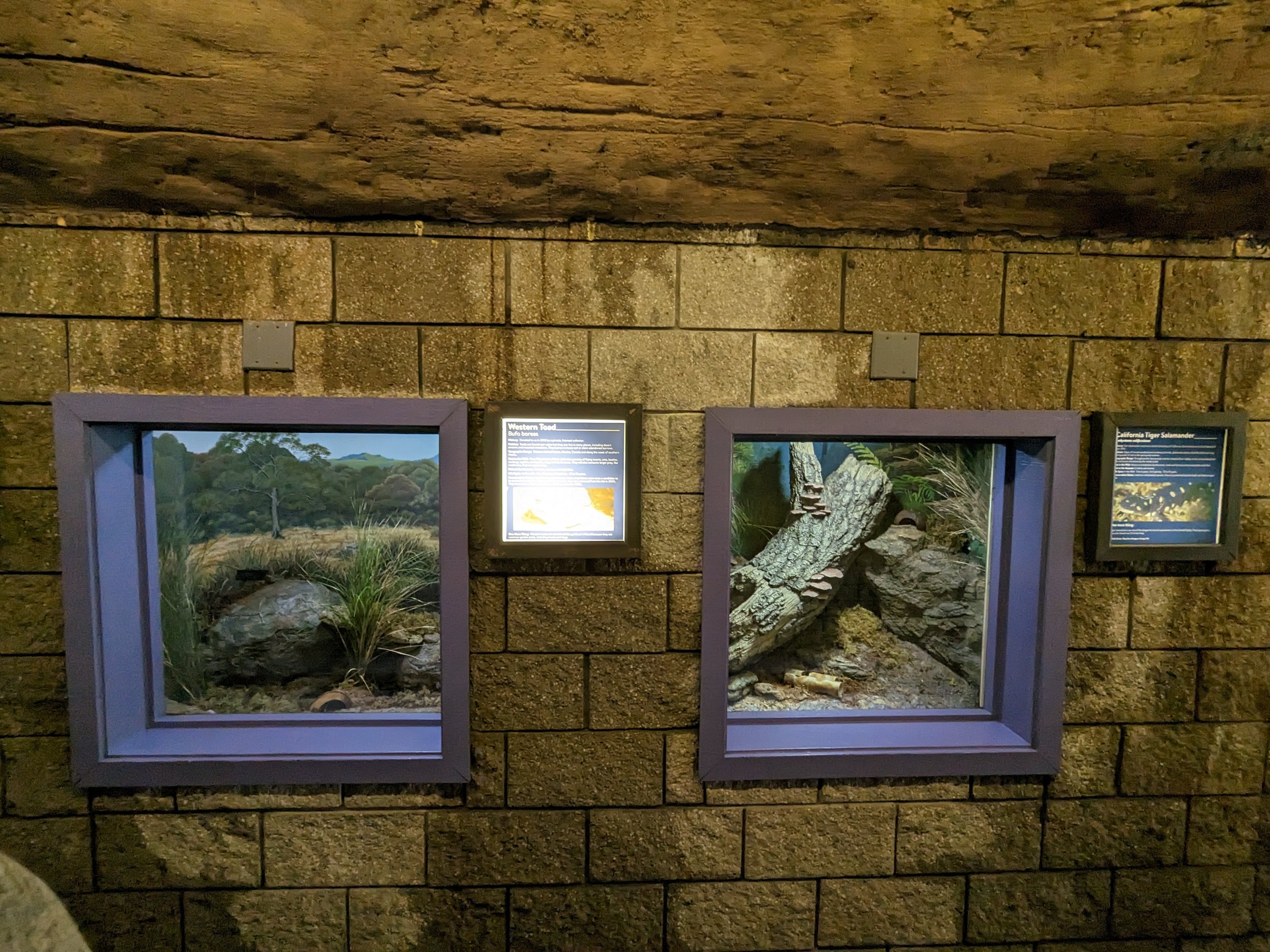 Western Toad and California tiger salamander