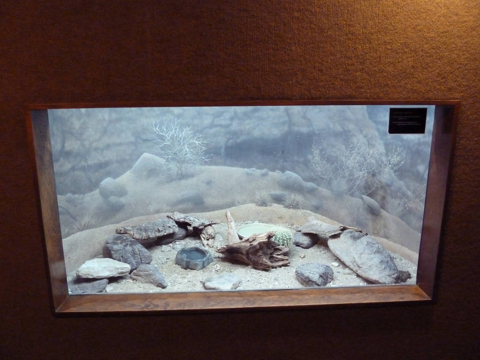 Western Toad Exhibit