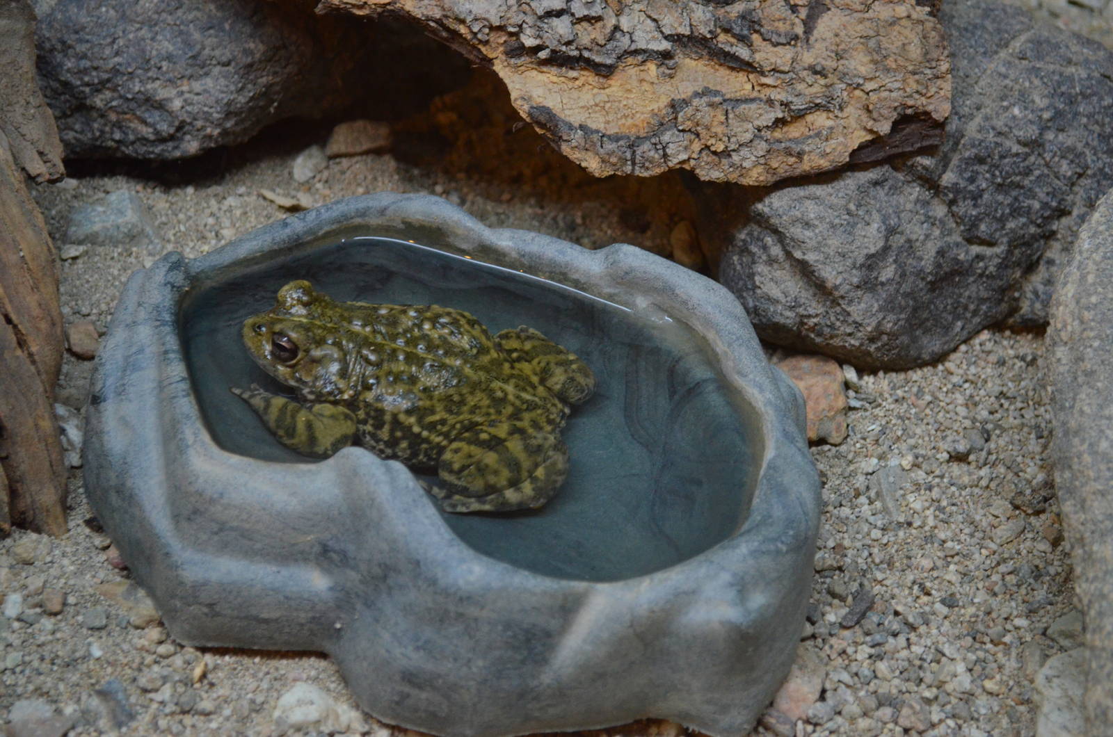 Western Toad