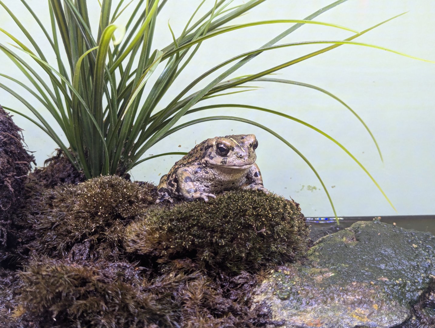 Western Toad