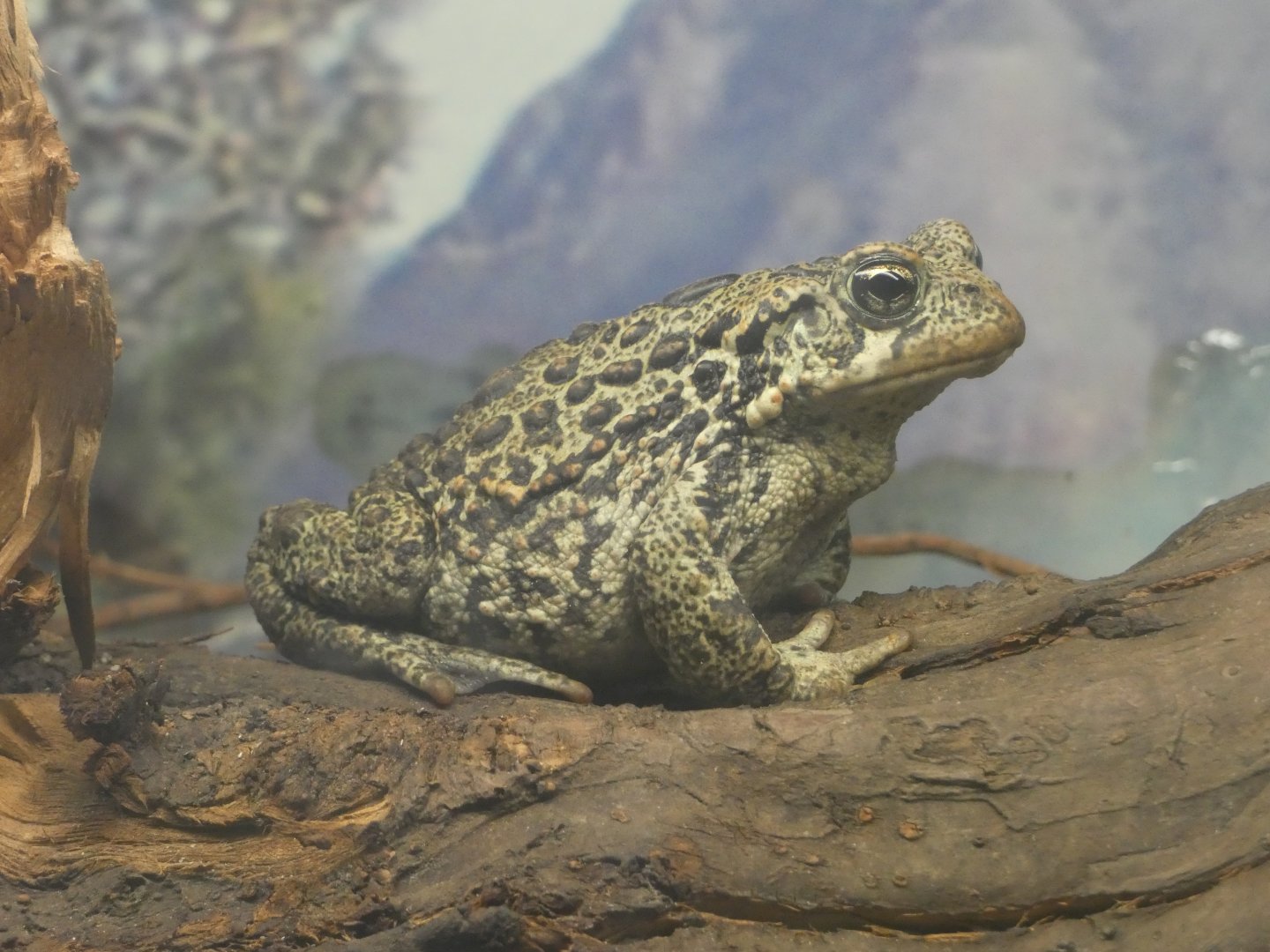 Western toad