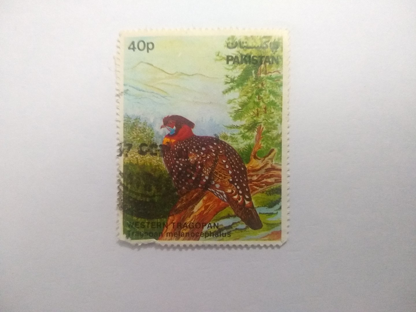 Western tragopan - Postage stamp Pakistan