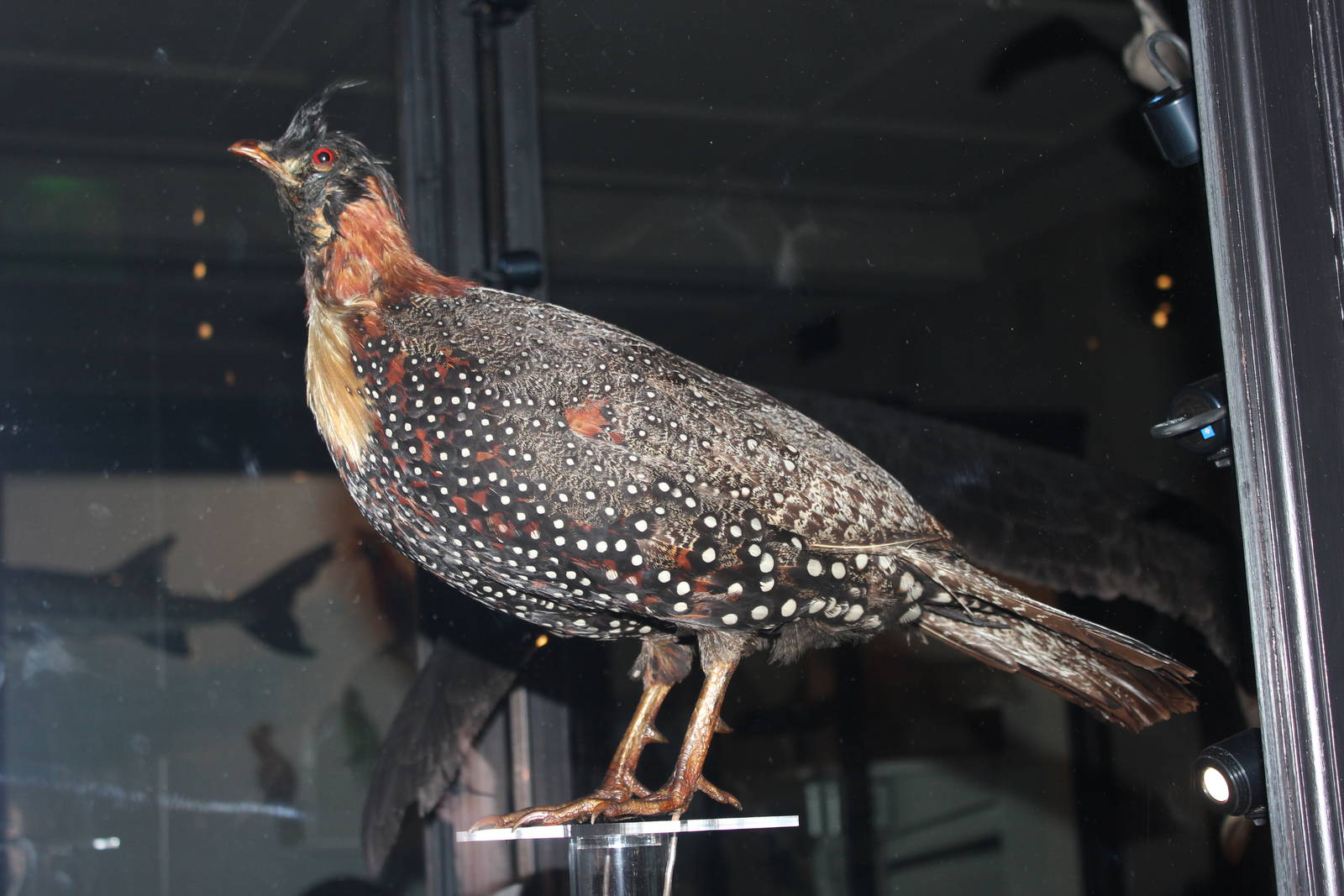 Western tragopan (Taxidery)