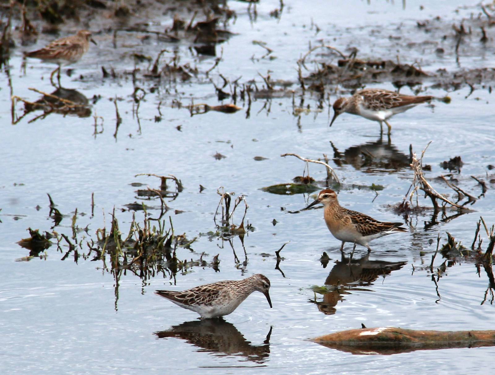 Western Treatment Plant birds