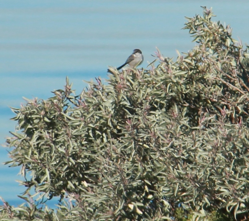 Western Treatment Plant, Victoria, Australia