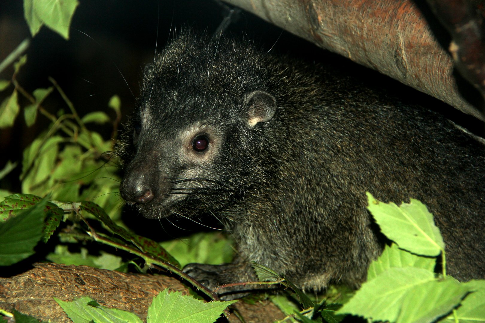 western tree hyrax (Dendrohyrax dorsalis)