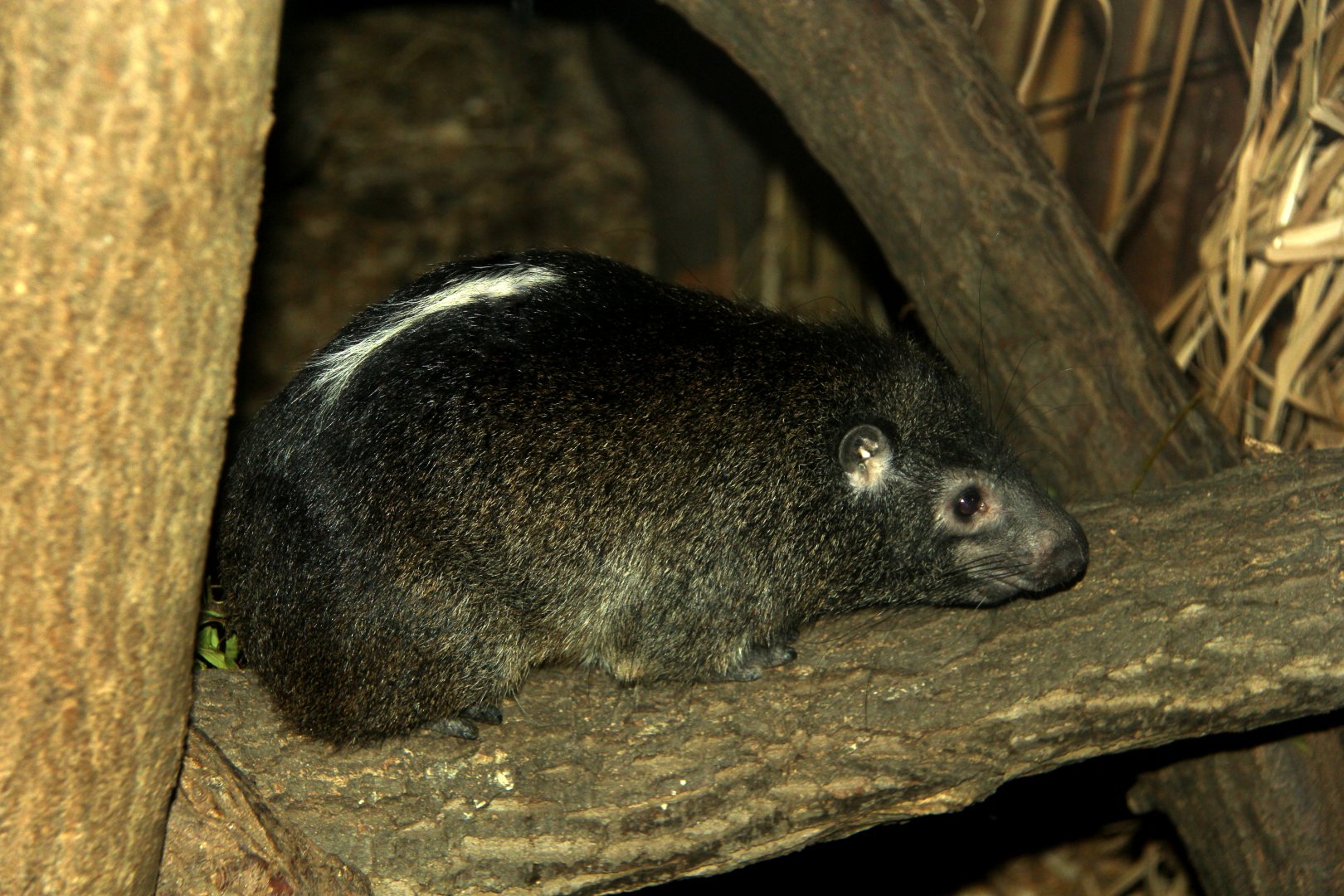 western tree hyrax (Dendrohyrax dorsalis)