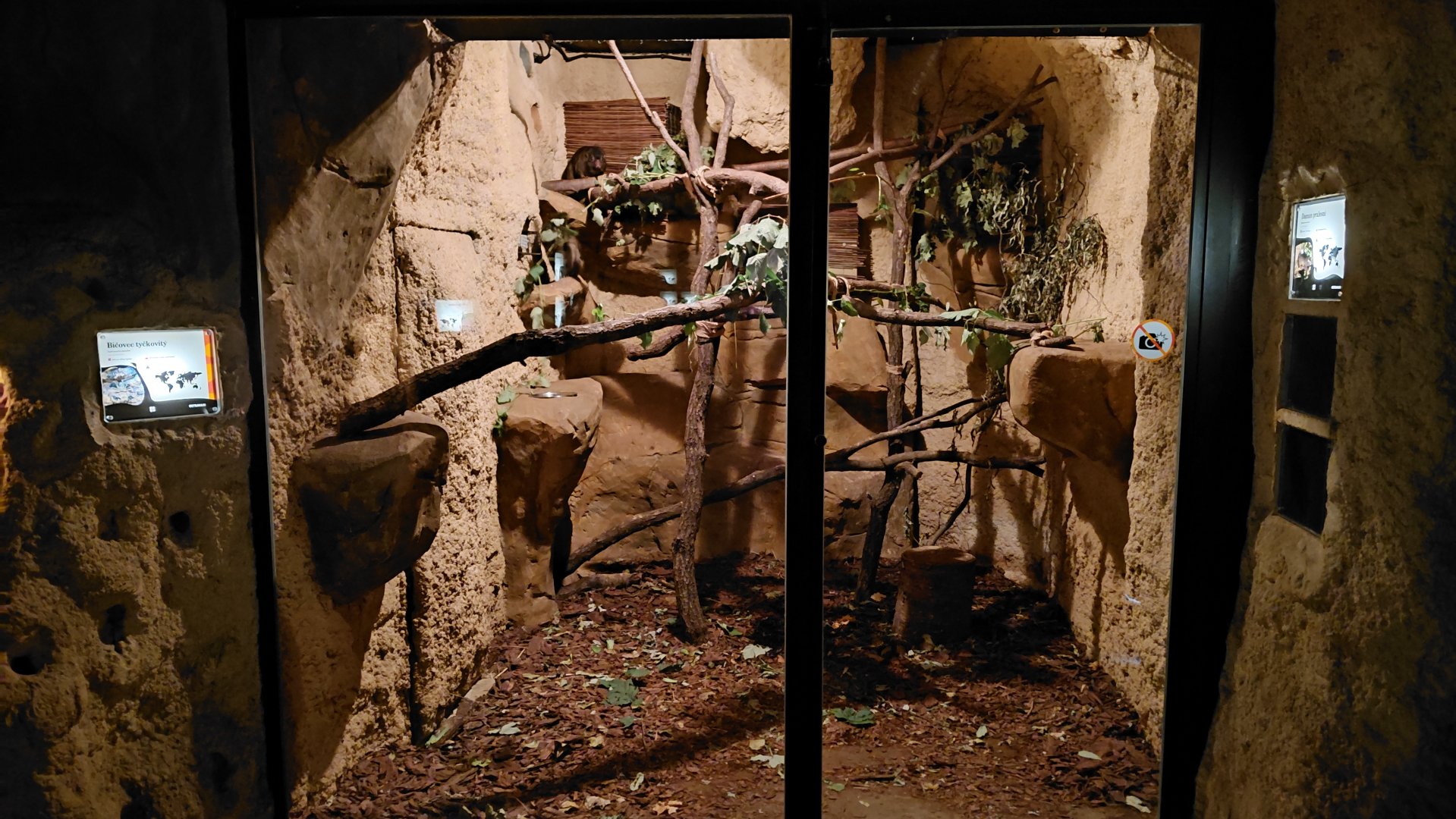 Western tree hyrax exhibit