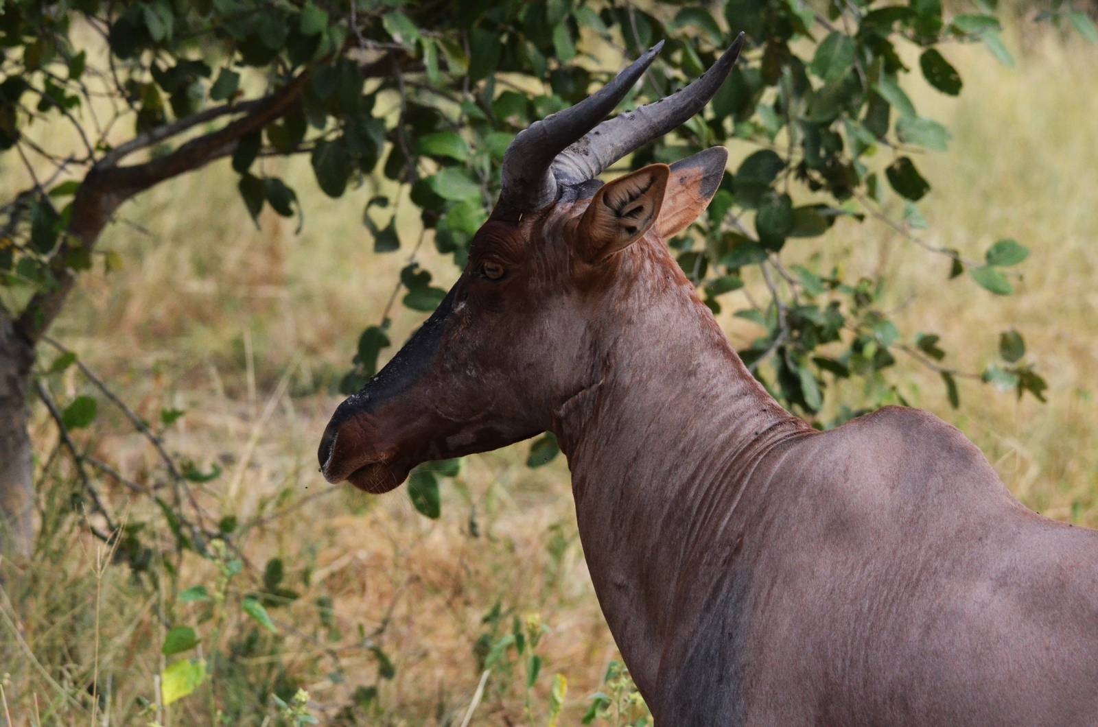 Western Tsessebe, Khwai Community Area, Botswana, 24/04/16