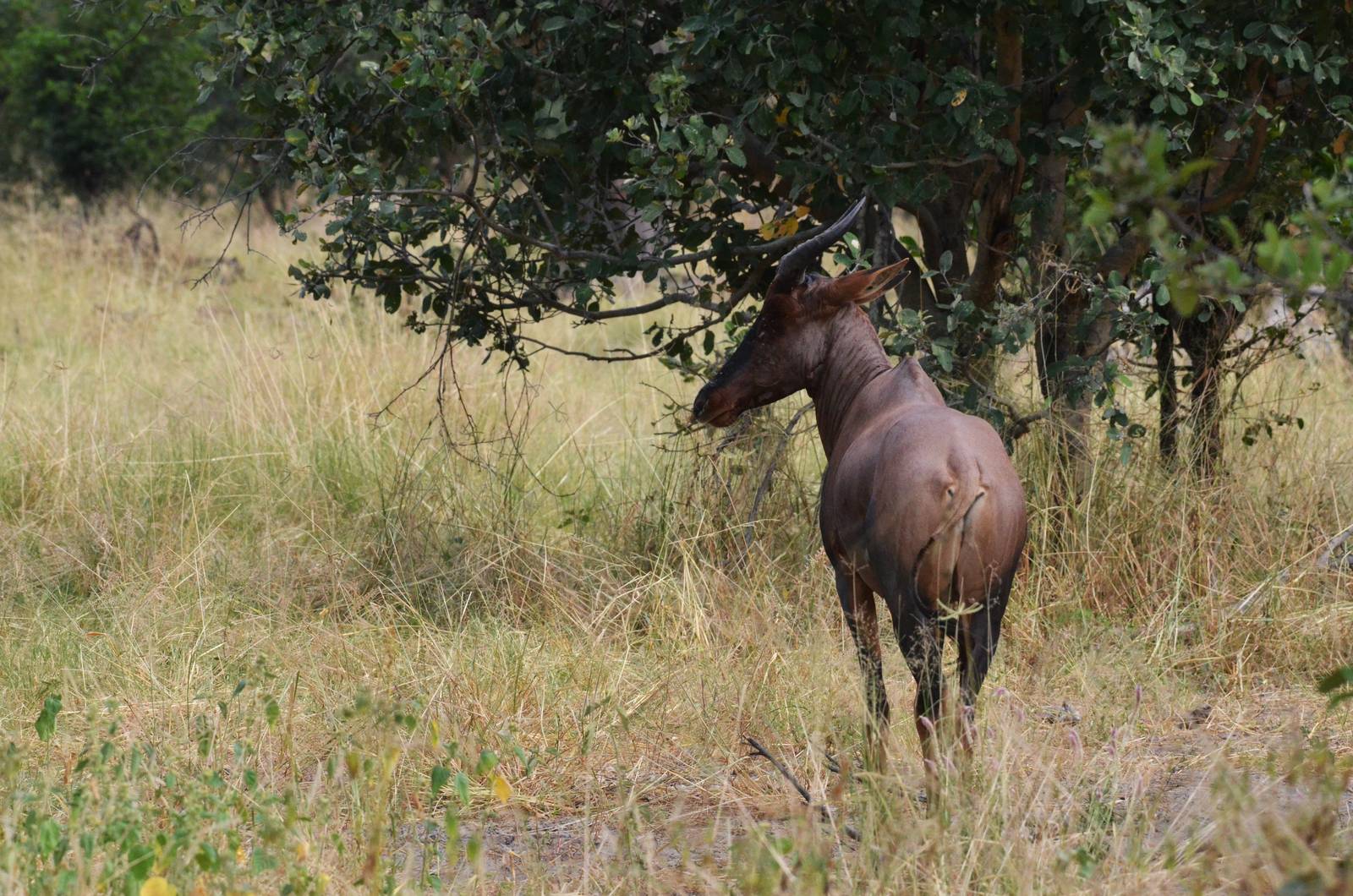 Western Tsessebe, Khwai Community Area, Botswana, 24/04/16