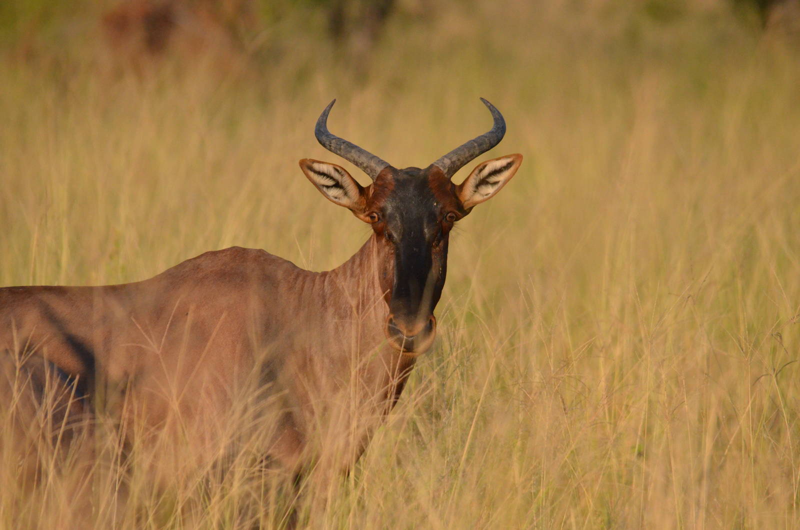 Western Tsessebe, Khwai Community Area, Botswana, 26/04/16