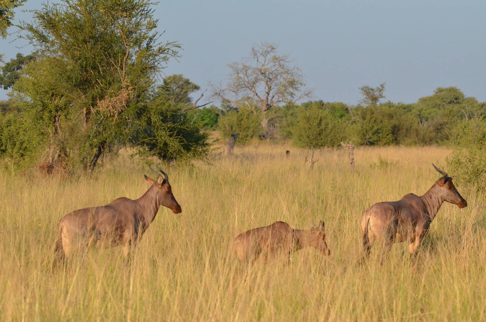 Western Tsessebes, Khwai Community Area, Botswana, 26/04/16