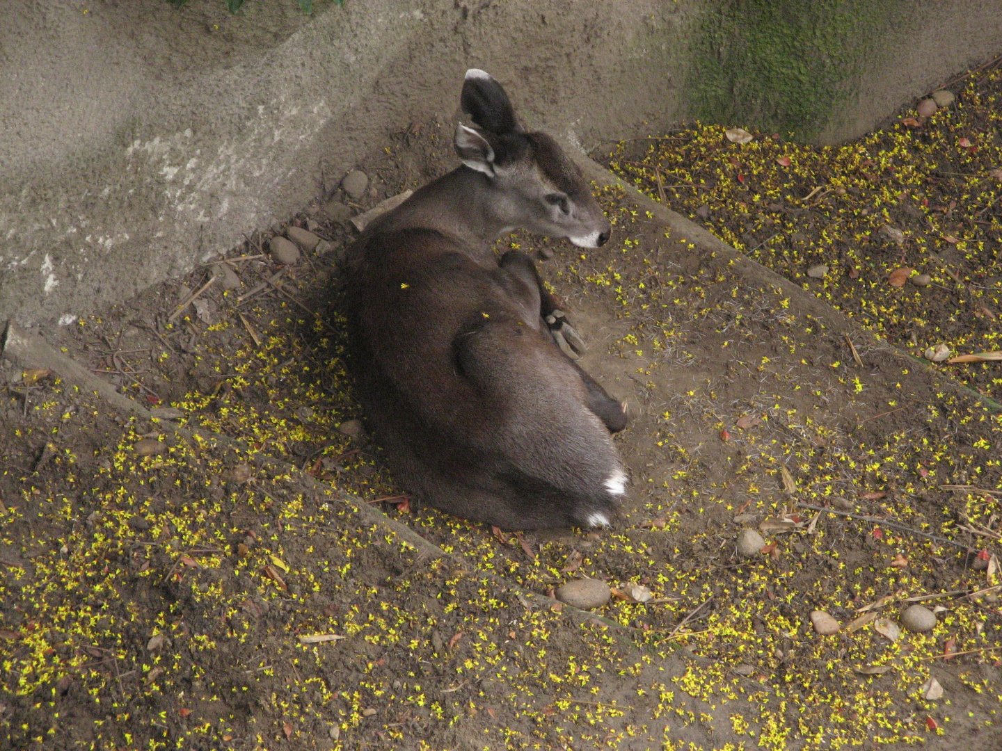 Western Tufted Deer (2008)