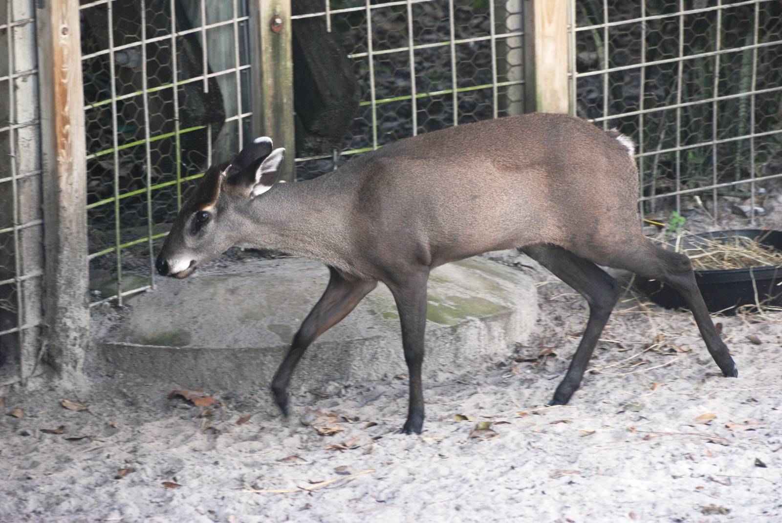 Western Tufted Deer at Lowry Park, 13/10/13