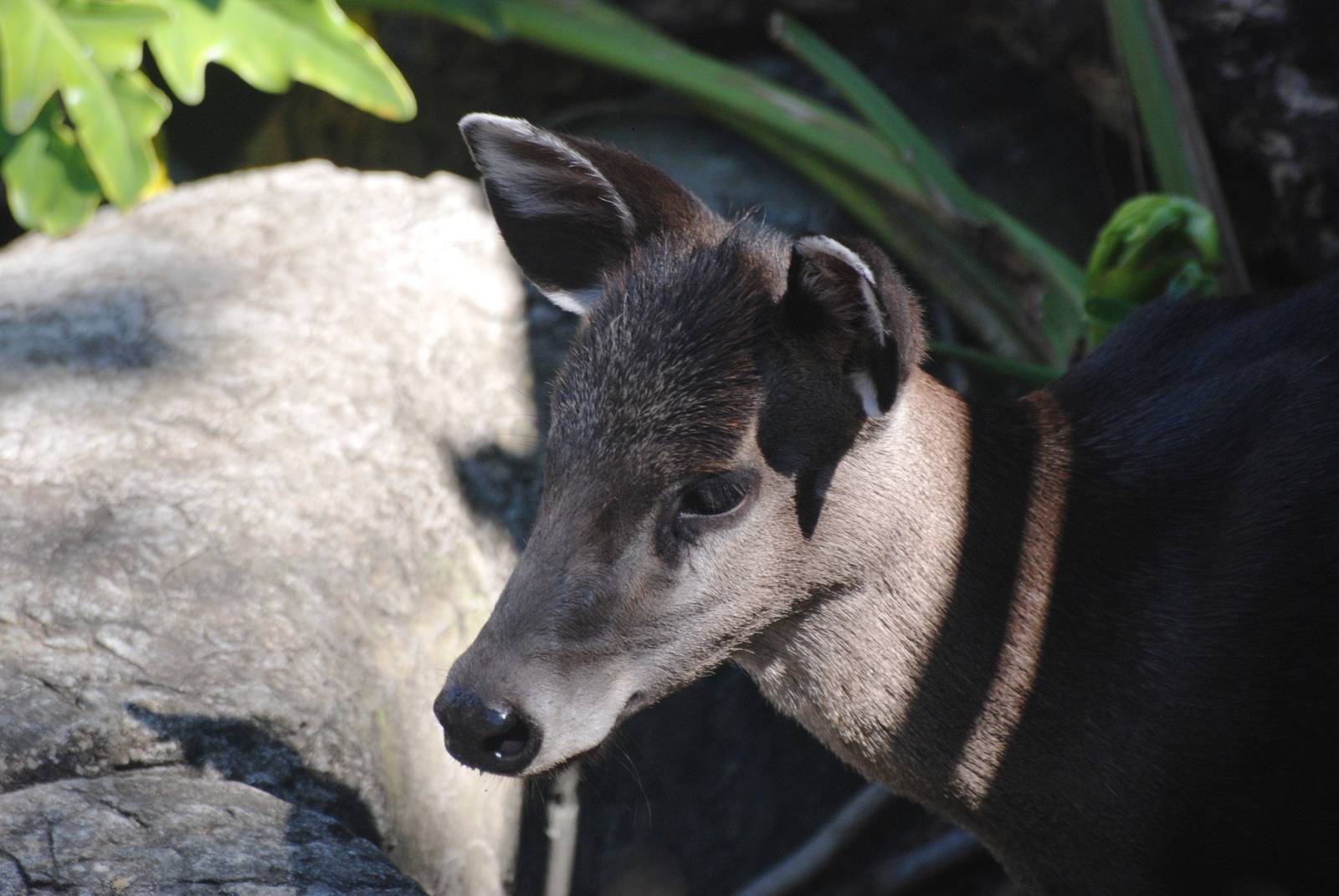 Western Tufted Deer at Lowry Park, 13/10/13