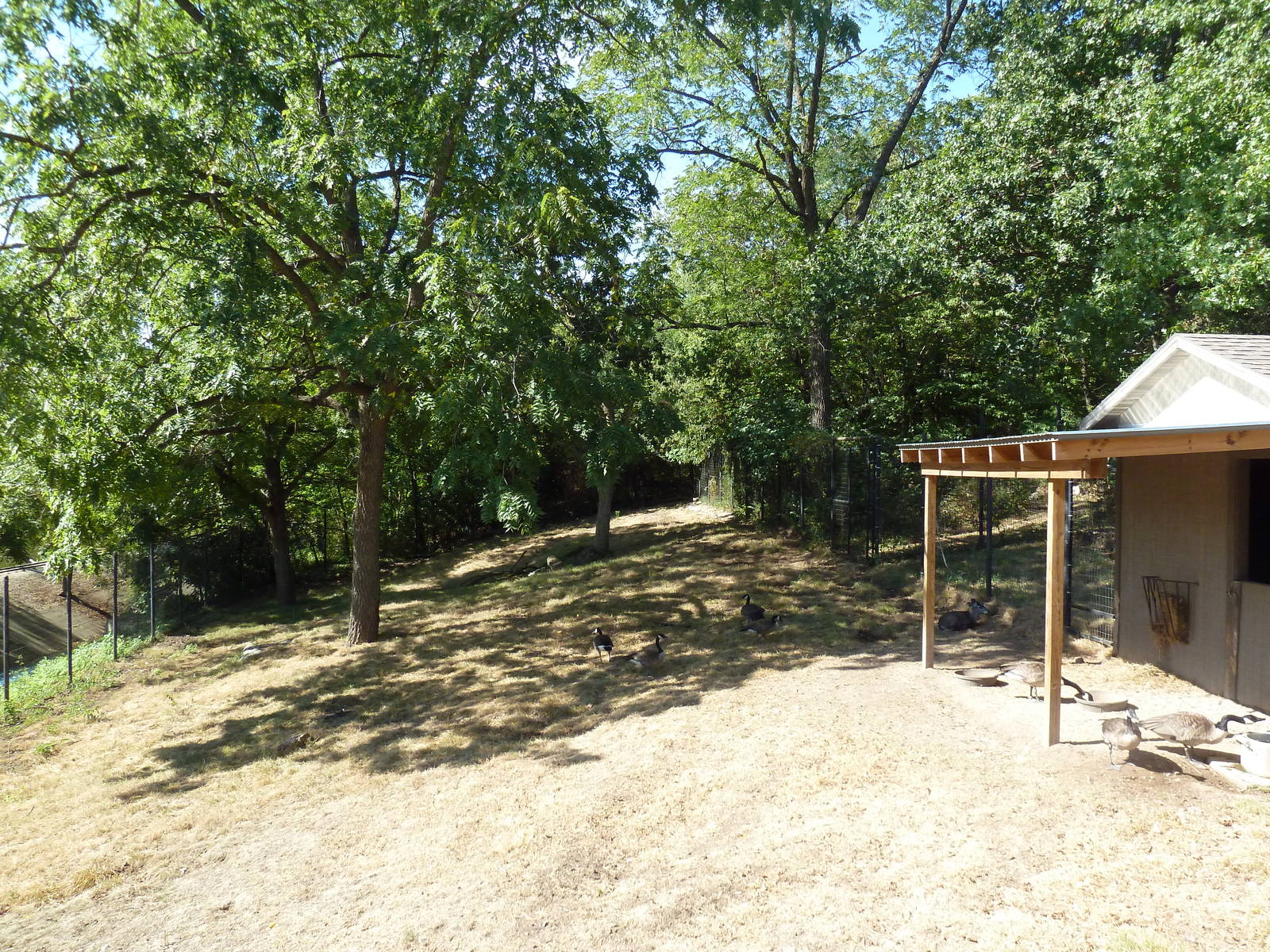 Western Tufted Deer Exhibit