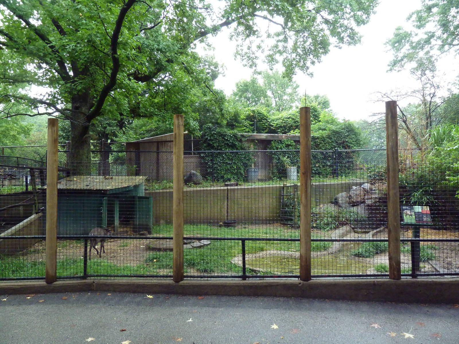 Western Tufted Deer Exhibit