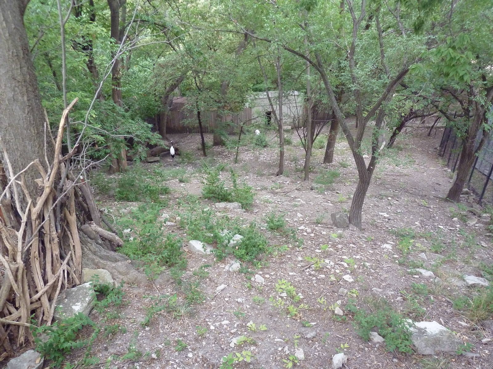 Western Tufted Deer/Red-Crowned Crane Exhibit