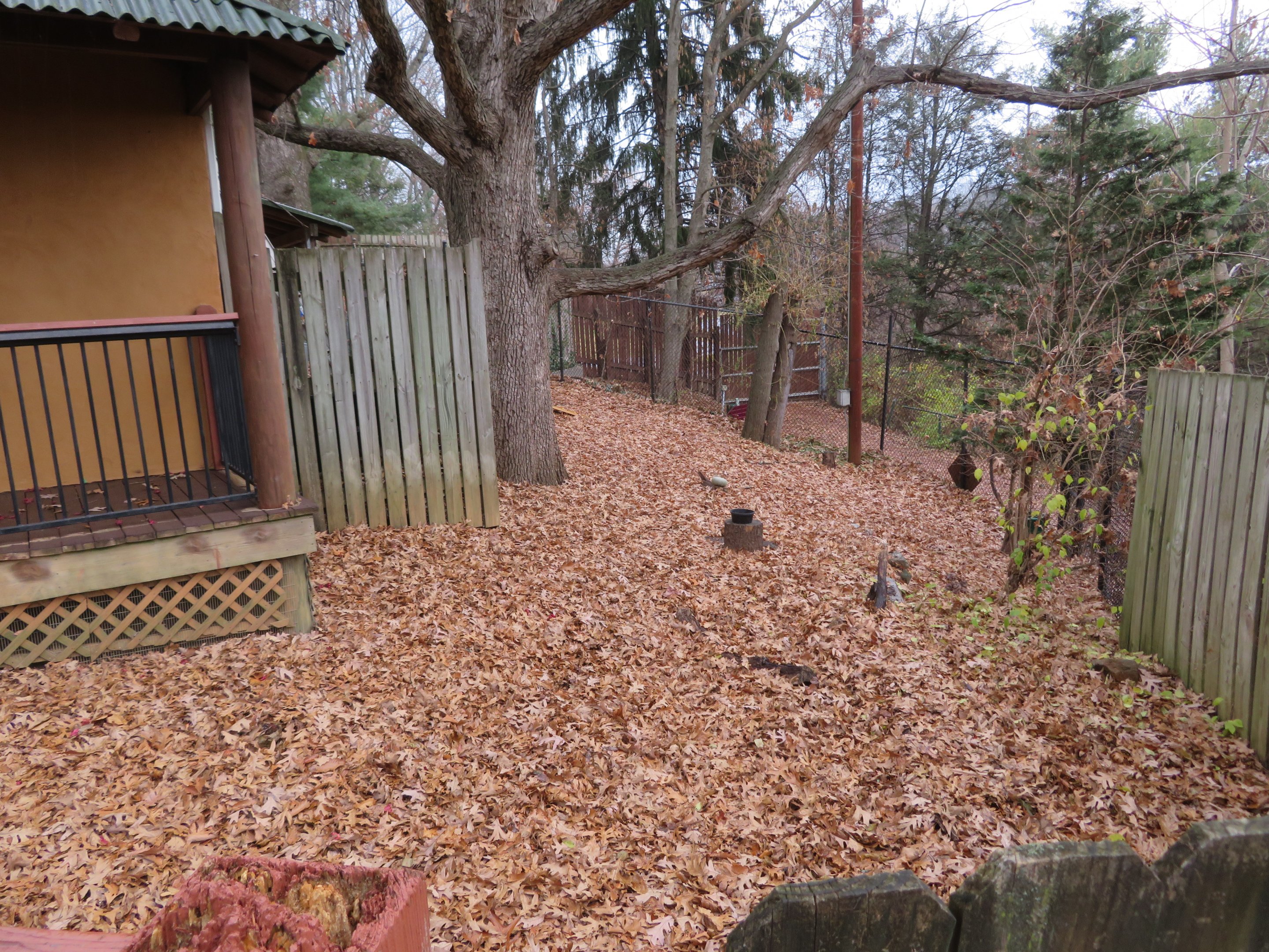 Western Tufted Deer Yard