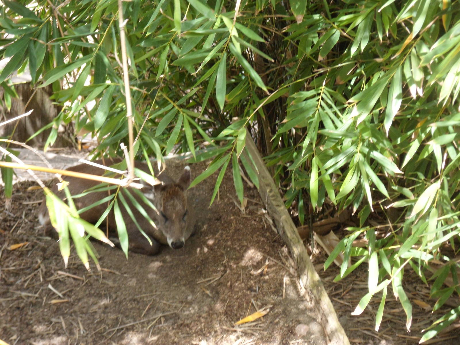 Western Tufted Deer
