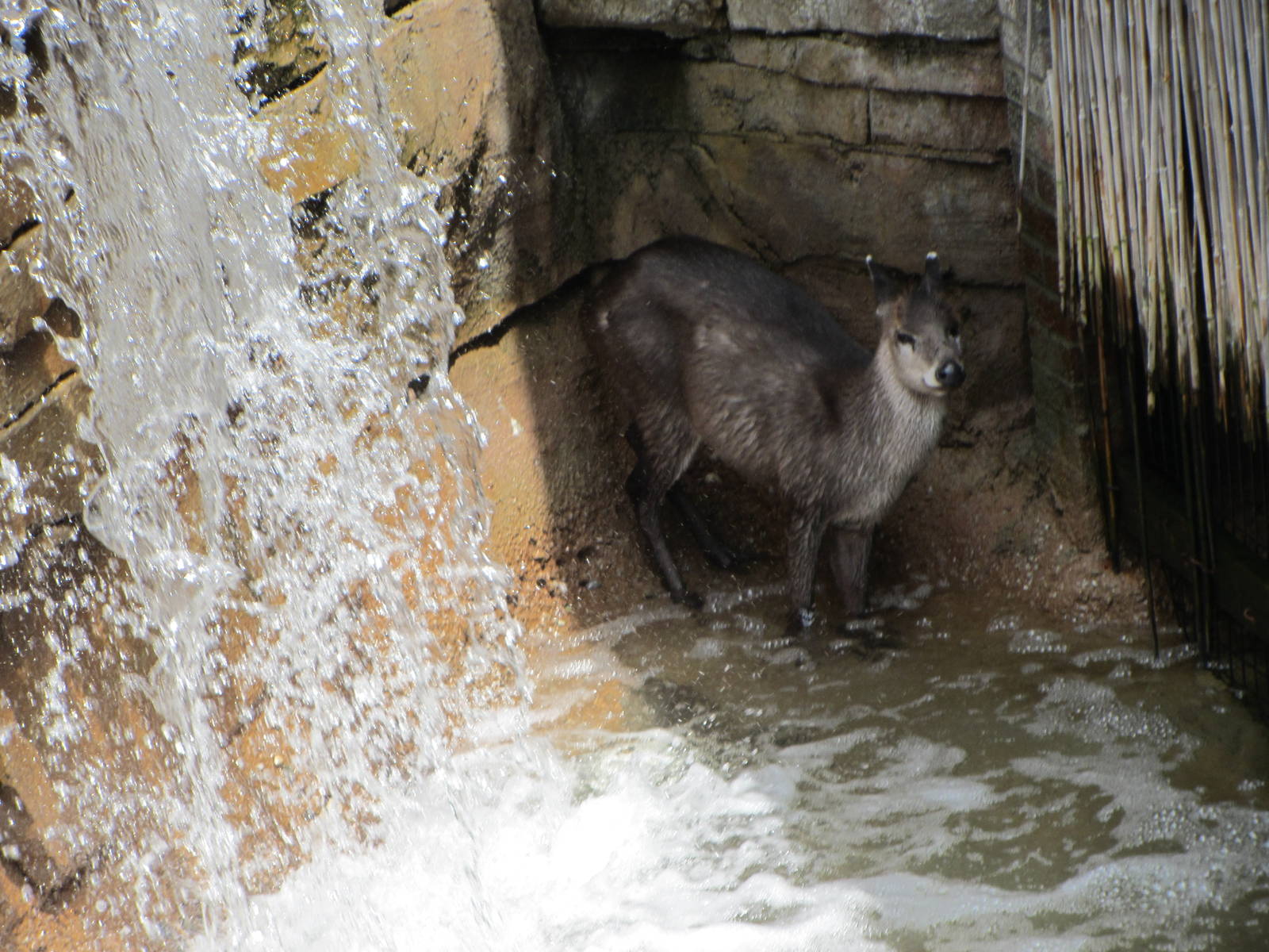 Western Tufted Deer