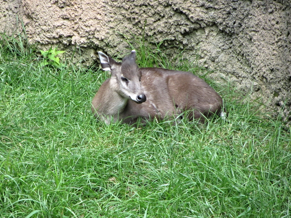 Western Tufted Deer