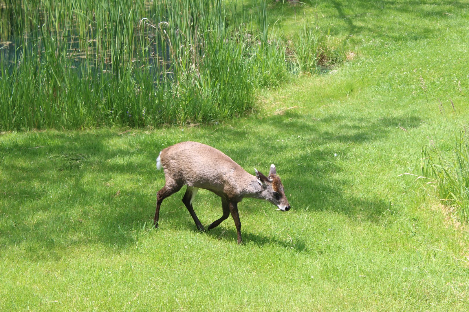 Western Tufted Deer