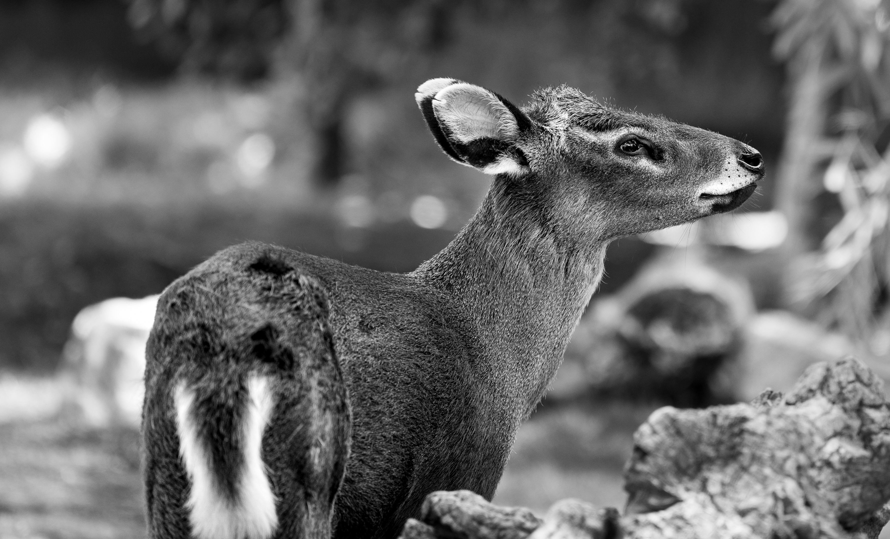 Western Tufted Deer