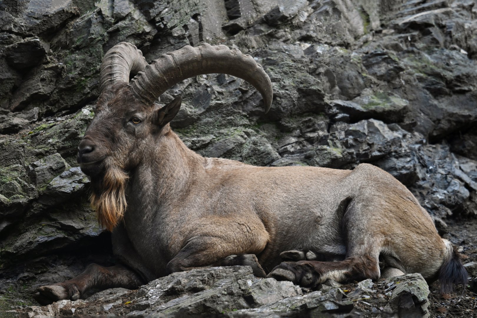 Western tur (Capra caucasica)