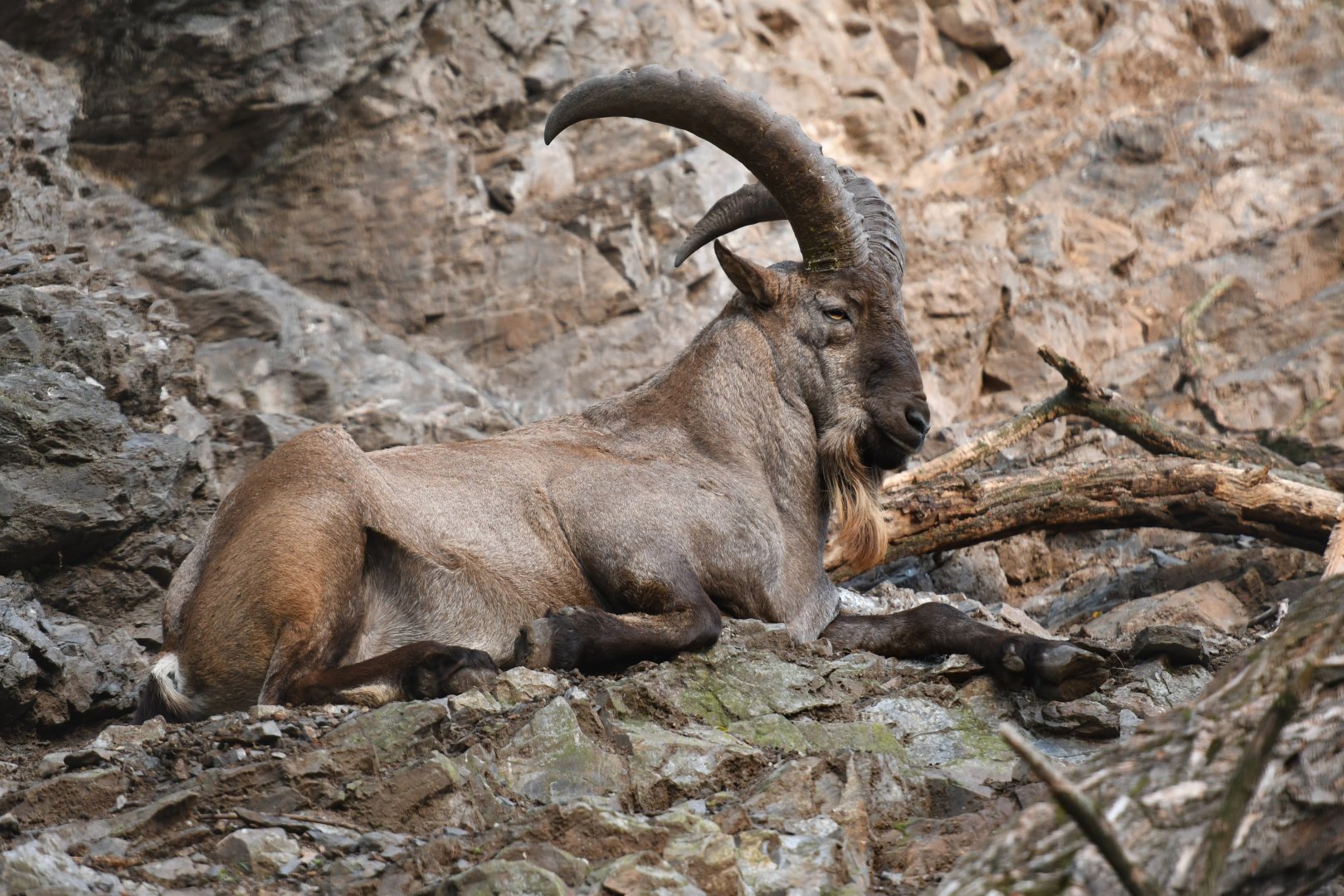 Western tur (Capra caucasica)