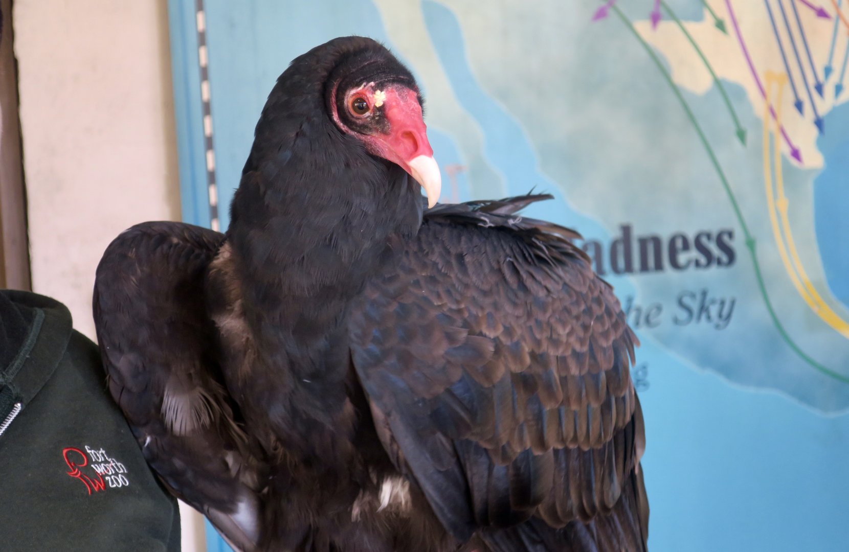Western Turkey Vulture (Cathartes aura meridionalis)