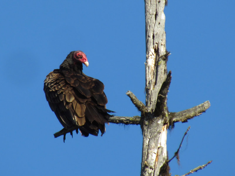 Western Turkey Vulture