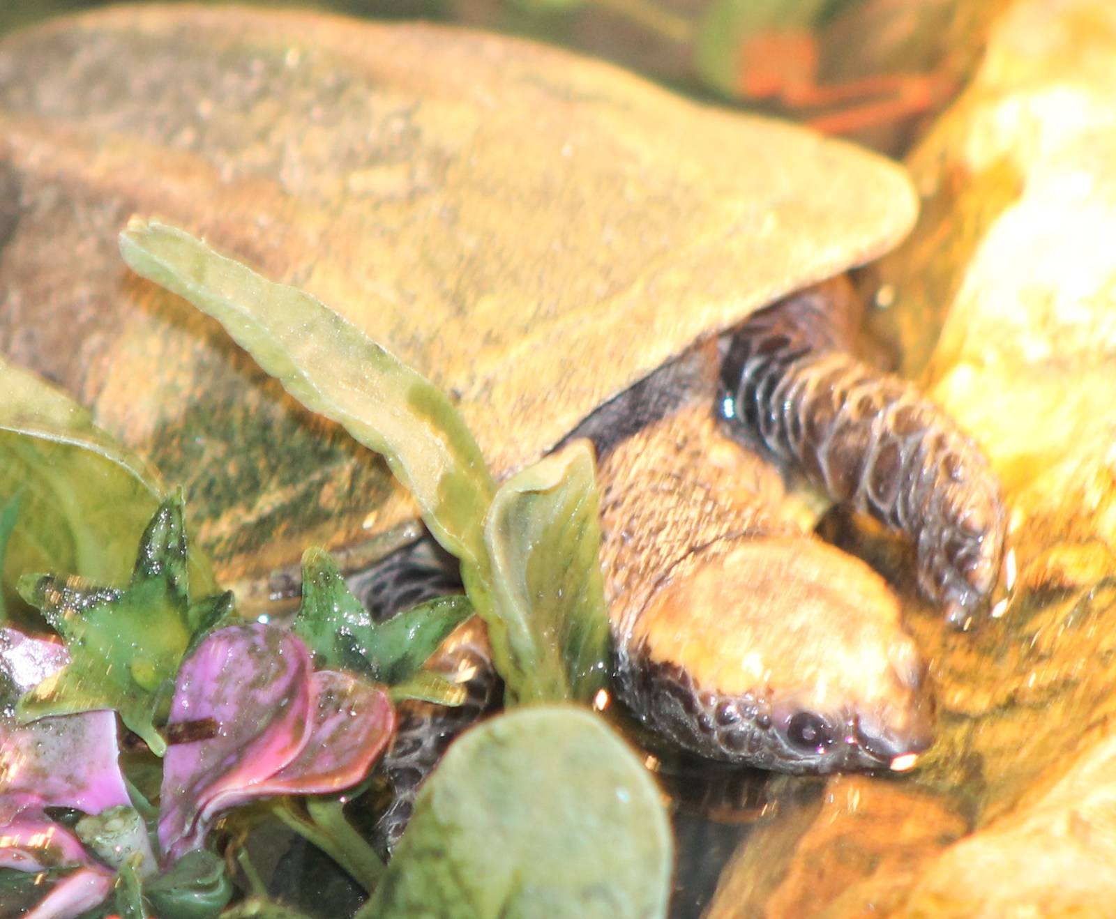 western twist-neck turtle