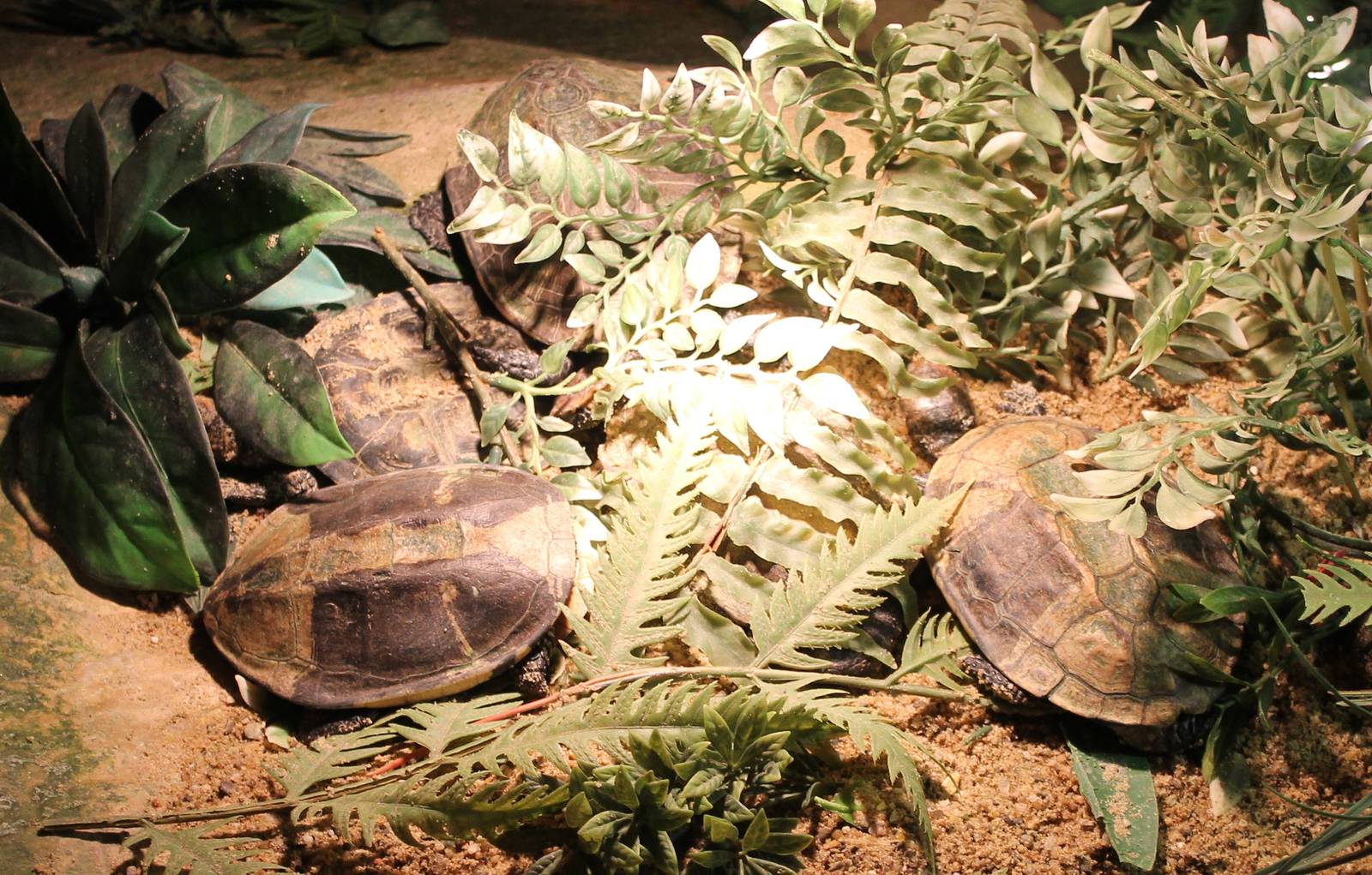 Western twist-neck turtles