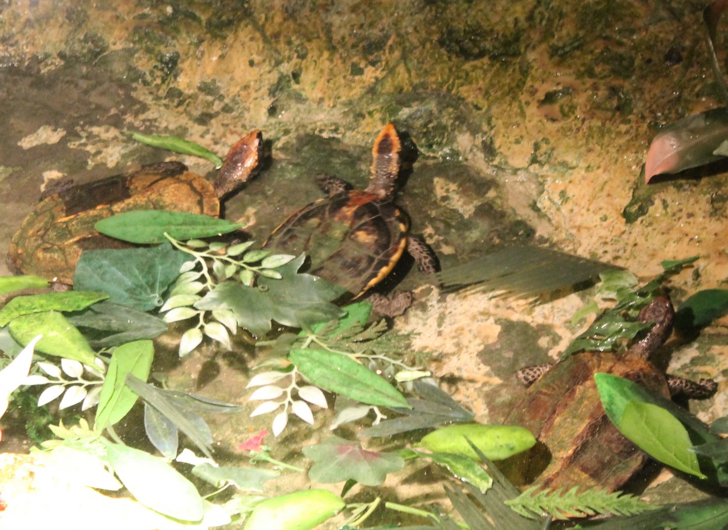 Western twist-neck turtles