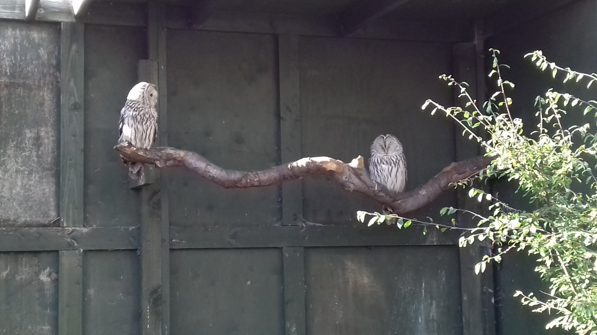Western ural owl (Strix uralensis liturata)